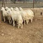 طليان طيبة