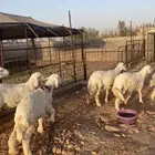بهم حري فاخر
