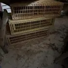 قفص دجاج كبير  معالف  ادوات منوعه