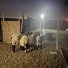 نعيم بلدي