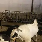 فحل بيشي صنف. فاخر وانتاجه مثله ماشاءالله عليه يتوم ونظيف