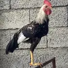 ادياك العمر من 4 الى 6