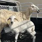 نعجه