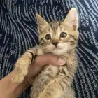 قطه للبيع