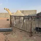 قعود سنه لقي ولد بدران