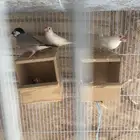 البيع طيور باجي منتجه وروز منتج وكناري منتج وزبره منتج