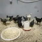 فروخ بلدي
