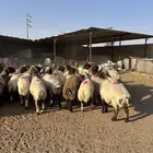 غنم نعيمي مضاريع