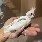 كروانات فروخ تصنيفات حلوه