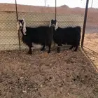 للبيع عنزين