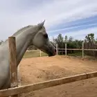 حصان اصفر كفو
