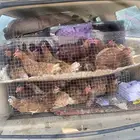 دجاج لهمان
