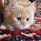 قط ذكر شرازي للبيع