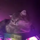 قطوة للتبني