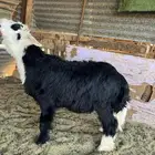 طلي