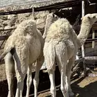 قعدان 2 للبيع