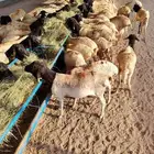 بربري وتيوس صوماليه للجمله والتفريد