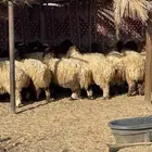 رخال نعيم جذعات