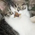 فندقة قطط ( نستقبل كل الفئات والأعمار )