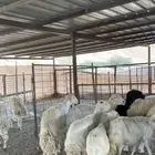 غنم حريات 15 بالفحل