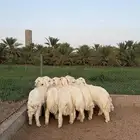 للبيع بهم حري