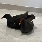 دجاج الما مريعي طيور