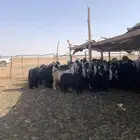 البيع معزة