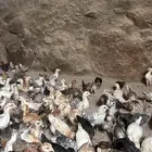 فروخ دجاج بلدي للبيع