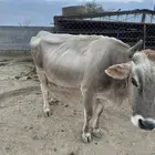 بقر ه للبيع