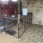 شبك دجاج للبيع في شرورة