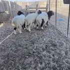 هرافي نعيم