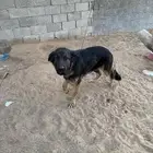 كلب أنثى العمر سنه 6شهور