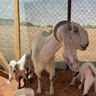 غنم للبيع معزاء
