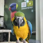 مكاو بلو اند قولد اليف وهدد داخلي و خارجي ومتكلم تم البيع