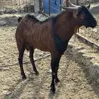 تيس فحل للبيع