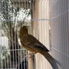 كناري ذكر تغريد