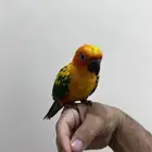 للبيع ببغاء صن كنيور