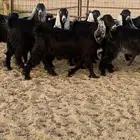 للبيع جذعات عواض