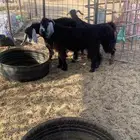 تيوس ثلاجه