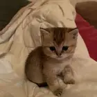 قطه قط سكوتش ستريت