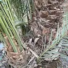 غرس نخل متلبن ولبان