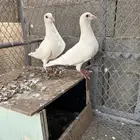 زاجل ابيض للبيع