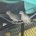 قماري