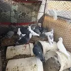 حمام العدد لااعلم حسب ماهو في الصوره الاكل نظيف والصحه جيده