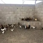 دجاج بلدي