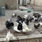 حمام رقاص