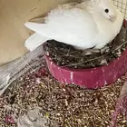 حمام صنعاوي. مع فرخ