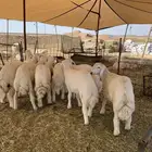 حري ذبائح مناسبات ذبايح ثلاجه يوجد صلخ و توصيل
