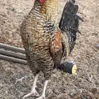 ديوك فيومي وبلدي