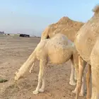 بكره مخلوله ترضع أمه